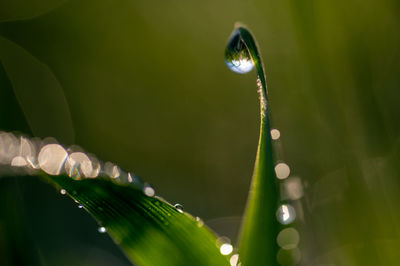 Close-up of water drops on plant