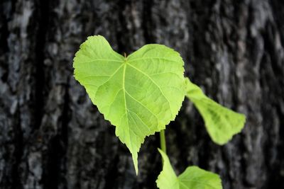 Close-up of leaf on tree trunk