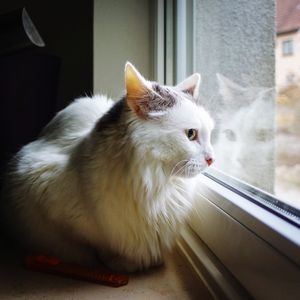 Close-up of cat sitting on window at home