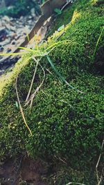 Close-up of fresh green plants in water