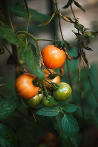 Close-up of fruits on tree