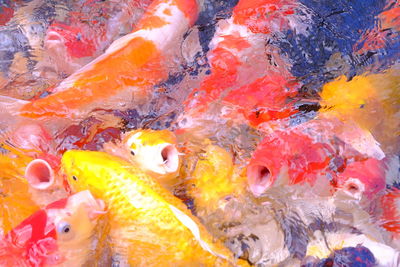 Close-up high angle view of koi carps swimming in pond