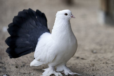 Close-up of seagull perching on a land