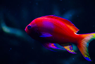 Close-up of fish swimming in sea