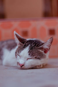 Close-up of cat sleeping