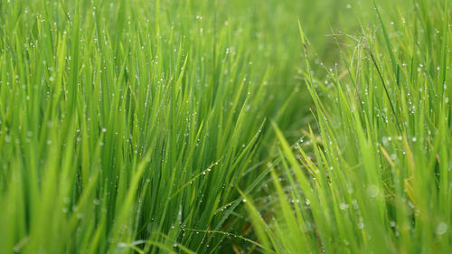 Green rice plant leaves with dew and bokeh