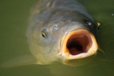 Close-up of fish with mouth open