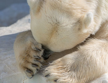 Close-up of a bear covering his face