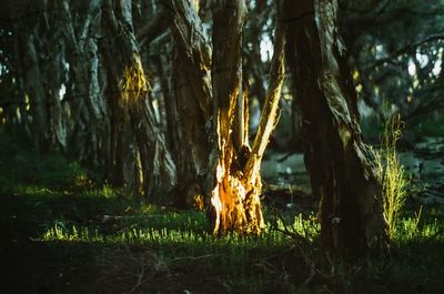Close-up of tree trunk in forest