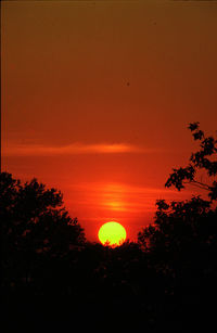 Low angle view of silhouette tree against orange sky