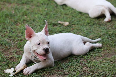 Portrait of a dog lying on field