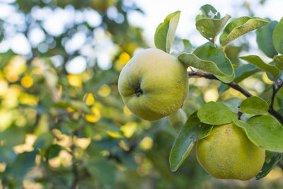 Ripe juicy organic natural quince ready for harvest on the tree at fall.