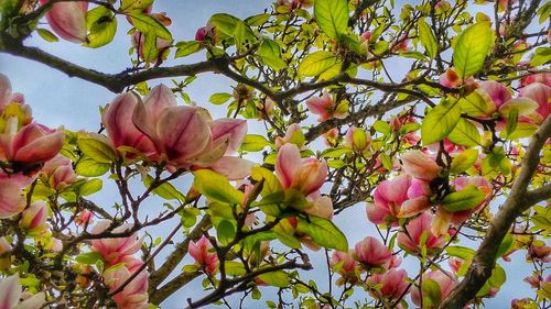 Low angle view of pink flowers blooming on tree