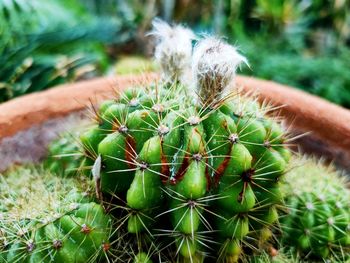 Close-up of cactus plant growing on field