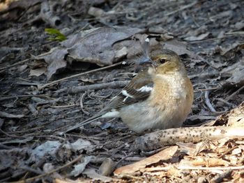 Close-up of bird