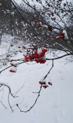 Close-up of frozen tree