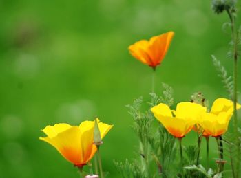 Close-up of yellow flower