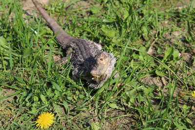 Close-up of lizard on field