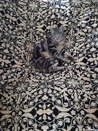 High angle view of cat on floor
