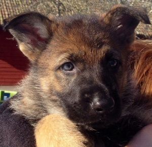 Close-up portrait of a dog