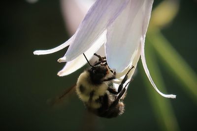 Close-up of insect on flower