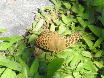 High angle view of butterfly on plant