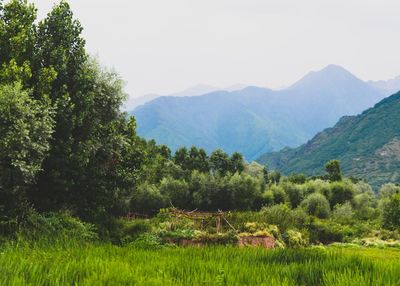 Scenic view of field and mountains against sky