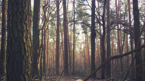 Trees in forest