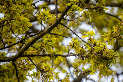 Low angle view of bird perching in blossoming oak tree, cyanistes caeruleus