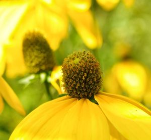 Close-up of yellow flowering plant