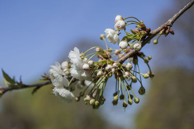 Close-up of white flowering plant