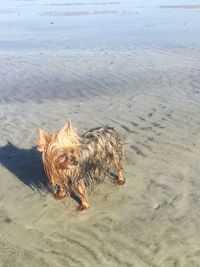 Dog relaxing on sand