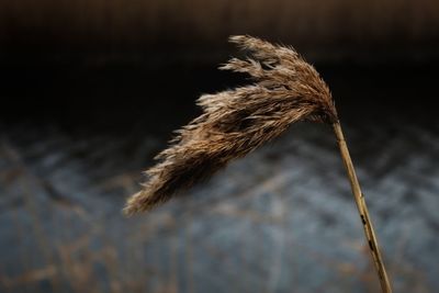 Close-up of wilted plant