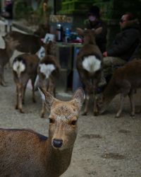 Close-up of deer