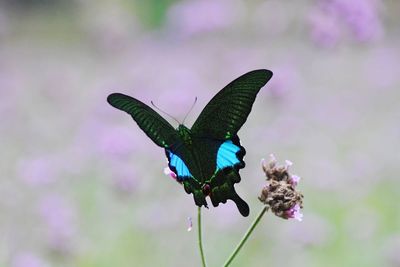 Close-up of butterfly on purple flower