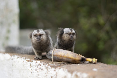 Monkeys on a wall