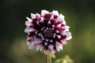 Close-up of pink flowers