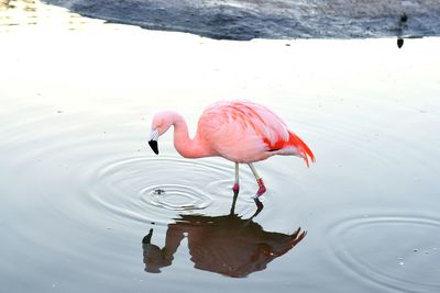 Bird in lake