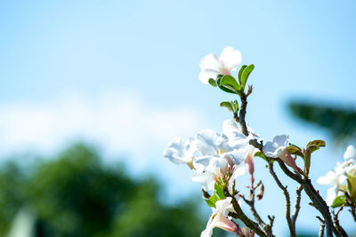 Close-up of white flowering plant against sky