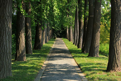 Footpath amidst trees in forest