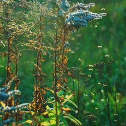 Close-up of plant