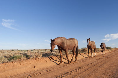 Horse grazing on field