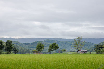 Scenic view of agricultural field against sky