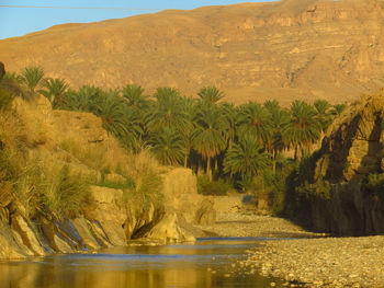 Scenic view of palm trees on land