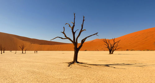 Bare trees on sand dune against clear sky