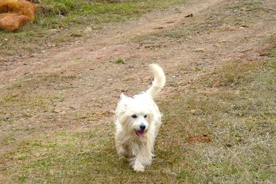 Dog on field