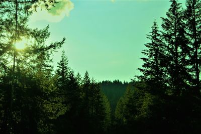 Trees in forest against sky