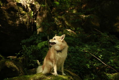 View of a dog looking away