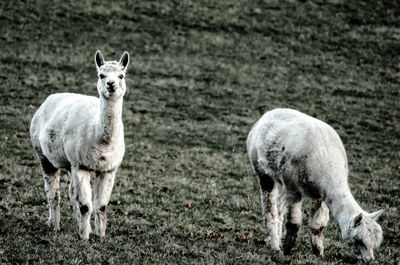 Portrait of sheep on field