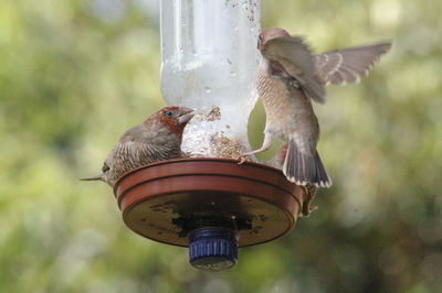 Close-up of bird perching on feeder